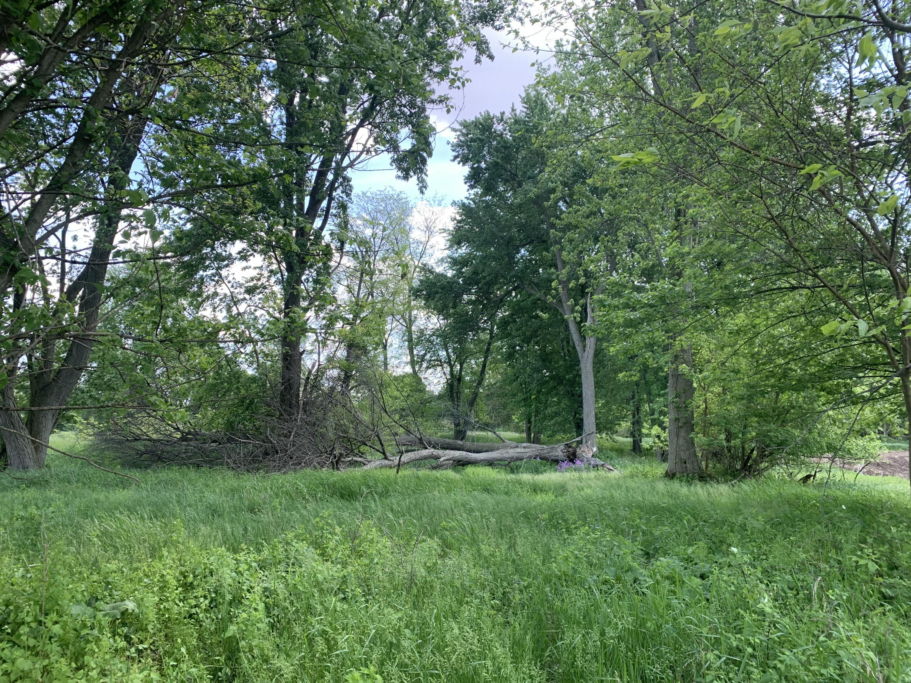 Land in Bronson
