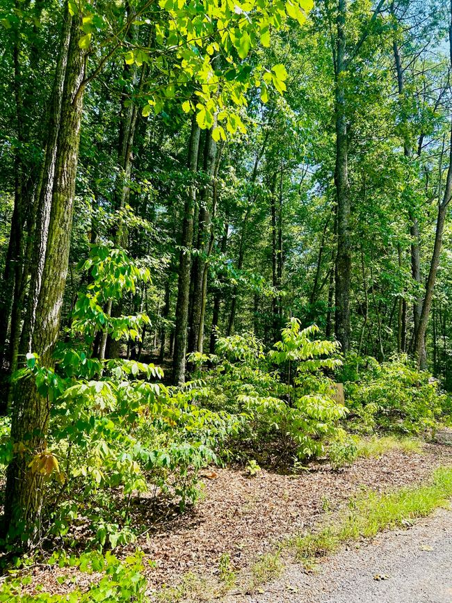 0 Still Creek Rd, Home with 0 bedrooms, 0 bathrooms and null parking in Rising Fawn GA | Image 15