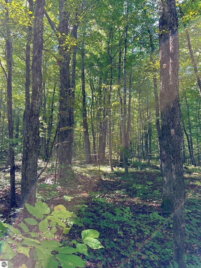 9591 Tower Rd Ne, House other with 1 bedrooms, 1 bathrooms and null parking in Kalkaska MI | Image 20