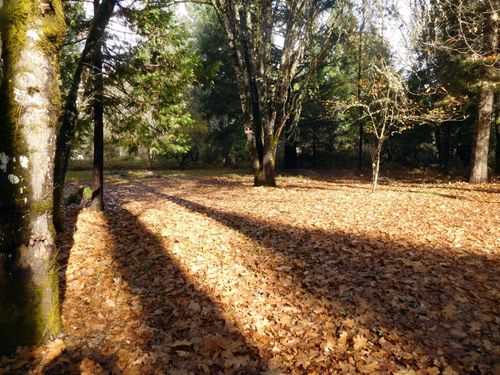 406 W Lister St, Cave Junction, OR, 97523-0168 | Card Image