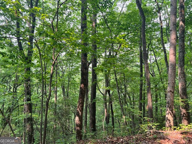 (0) Sheep Cliff Way, Home with 0 bedrooms, 0 bathrooms and null parking in Dillard GA | Image 5