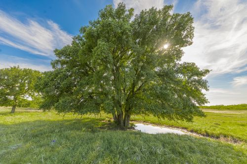 TBD C.R. 132, Coleman, TX, 76834 | Card Image