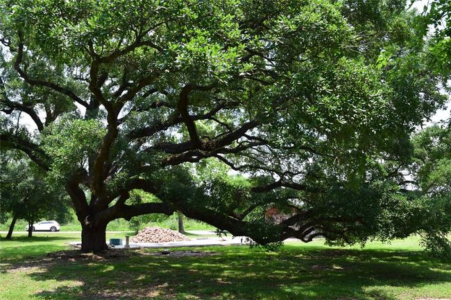 Beautiful tree towards the front of the property | Image 8