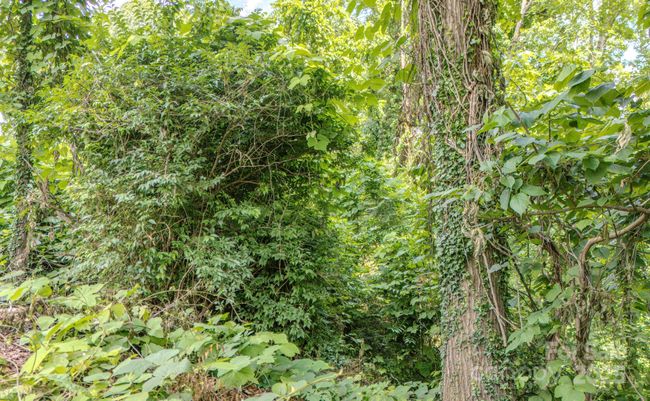 99999 Westchester Dr, Home with 0 bedrooms, 0 bathrooms and null parking in Asheville NC | Image 5