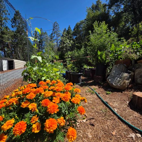1447 Shining Moon Ln, Georgetown, CA, 95634-9681 | Card Image