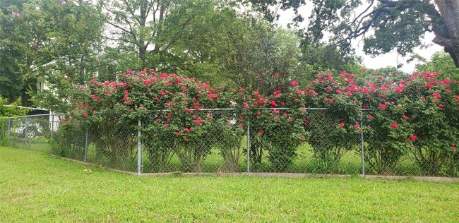 Beautiful climbing roses at back corner of the yard | Image 31