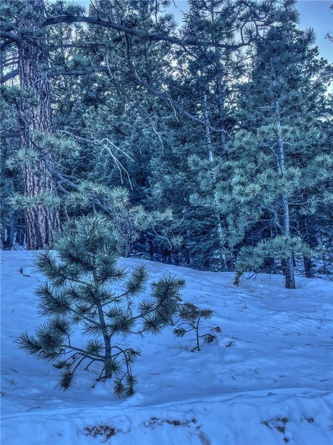 1174 Monarch Dr, Home with 0 bedrooms, 0 bathrooms and null parking in Cripple Creek CO | Image 19