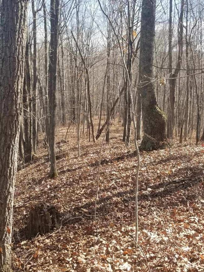 14224 Mud Fork Road, Home with 0 bedrooms, 0 bathrooms and null parking in Falls Mills VA | Image 26