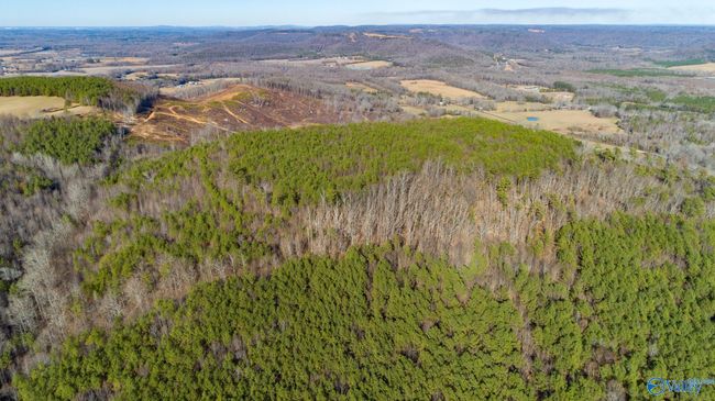 80 acres Rock Creek Rd, Home with 0 bedrooms, 0 bathrooms and null parking in Eva AL | Image 18