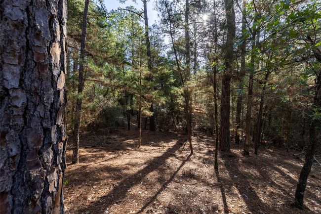 View of tree filled area | Image 11