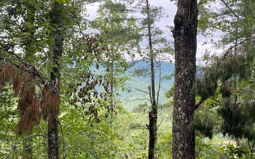 Lot 55 Laurel Trl, Suches, GA, 30572 | Card Image