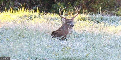 Sparks Mill Corner - E&am Sparks Mill At Route 213 Road, CENTREVILLE, MD, 21617 | Card Image