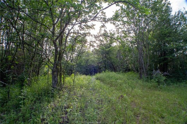 View of wooded area | Image 10