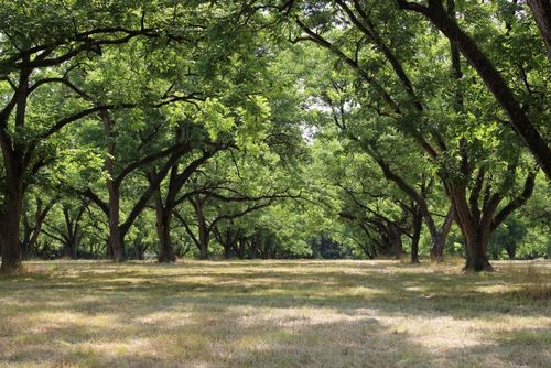 0 Shady Grove Rd, HURTSBORO, AL, 36860 | Card Image