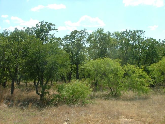Lot 265 Ridgeline Dr, Home with 0 bedrooms, 0 bathrooms and null parking in Chico TX | Image 11