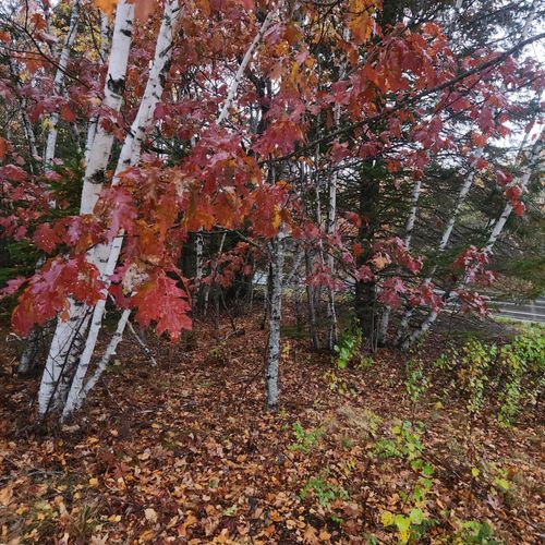 1910 Maine 193, Beddington, ME, 04622 | Card Image