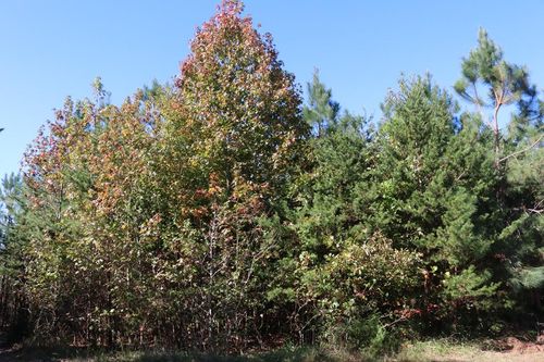 1-15 Farmville Rd, Meherrin, VA, 23954 | Card Image