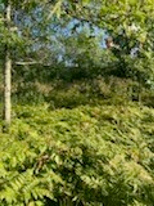 xxx Lester Rd, SPRINGBROOK, WI, 54875 | Card Image
