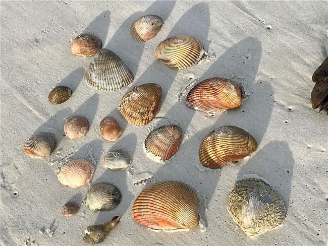 Lots of shelling on the island! | Image 32