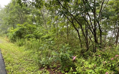 LOT 7 Trillium Heights Mdw, Brasstown, NC, 28902-0210 | Card Image