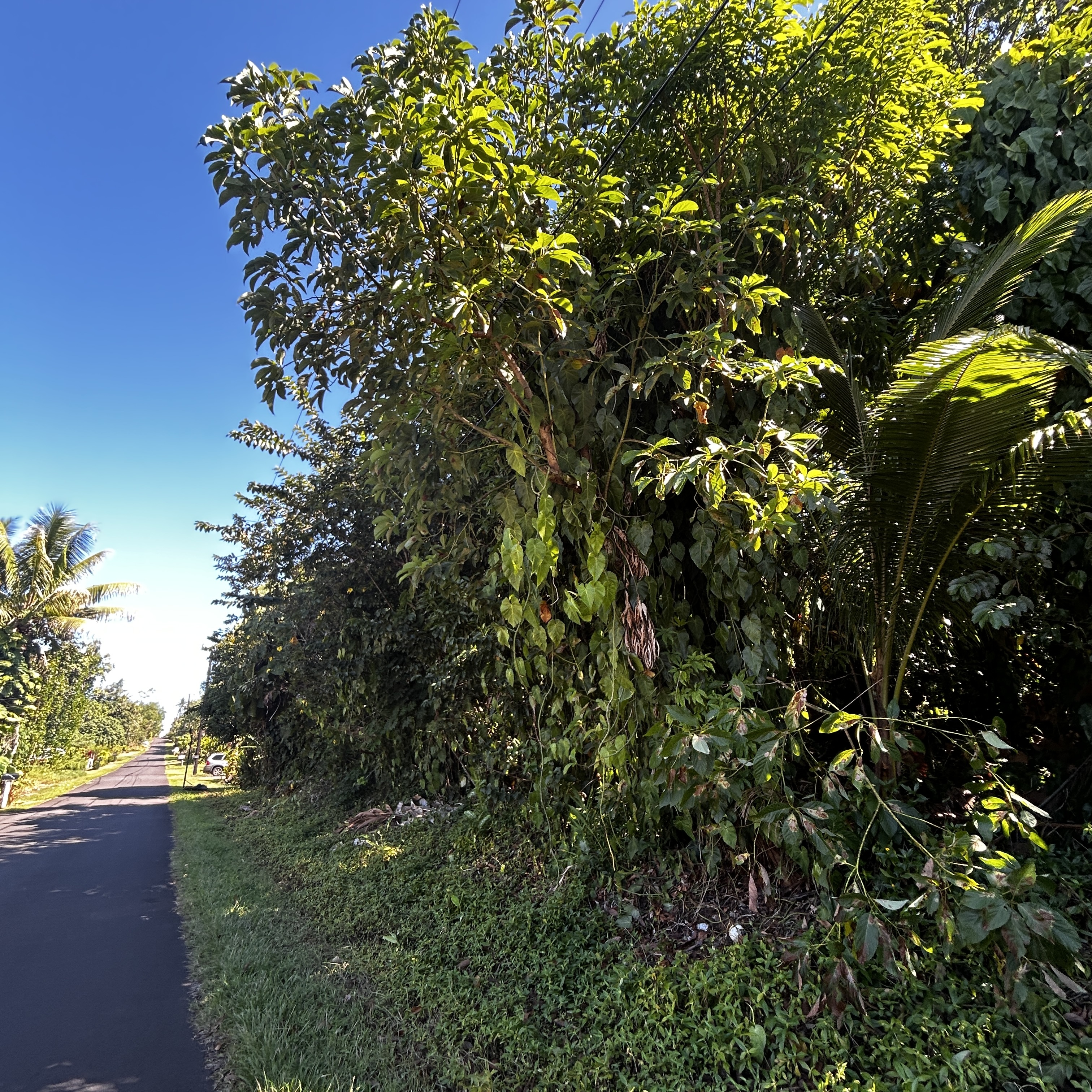 Land in Pahoa 2
