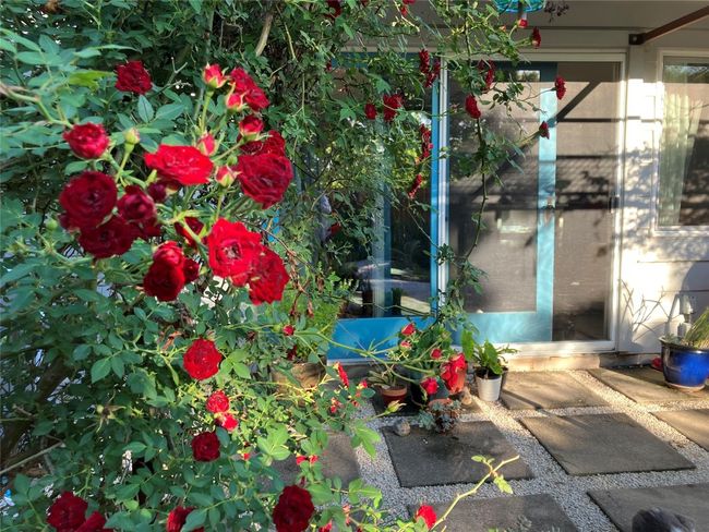 The lush gardens contain mostly native plants that require water only in very dry times, with a drip irrigation system for your use during the hot summer months. | Image 16