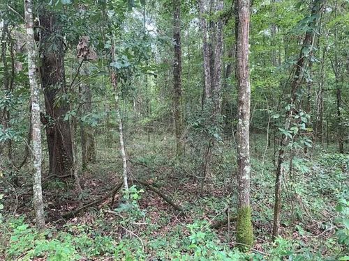0 Tung Grove Rd, Tallahassee, FL, 32317 | Card Image
