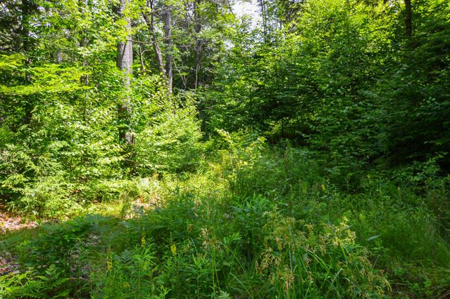 LOT-3 - 00 Vt Route 103 N, Home with 0 bedrooms, 0 bathrooms and null parking in Chester VT | Image 28