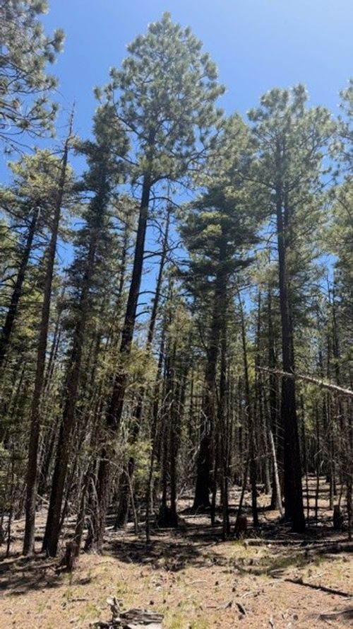 43.9 Acres Sawyer Mesa Road, Pecos, NM, 87552 | Card Image