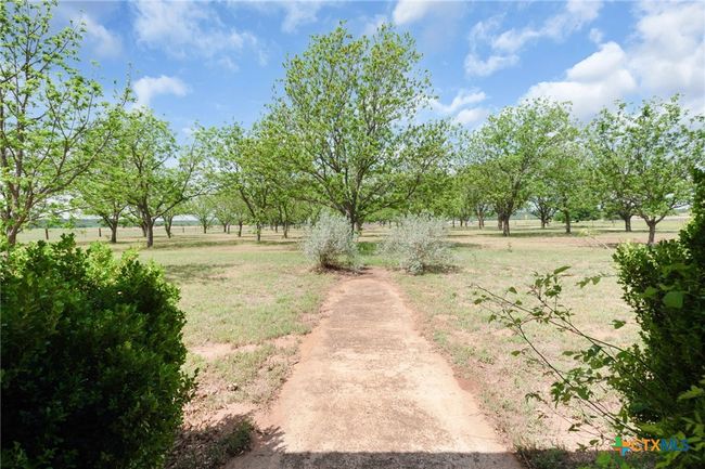 Pecan Orchard (Pawnee & Wichita pecans) | Image 9
