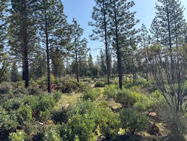 19292 Shawnee Trl, Home with 0 bedrooms, 0 bathrooms and null parking in Mokelumne Hill CA | Image 37