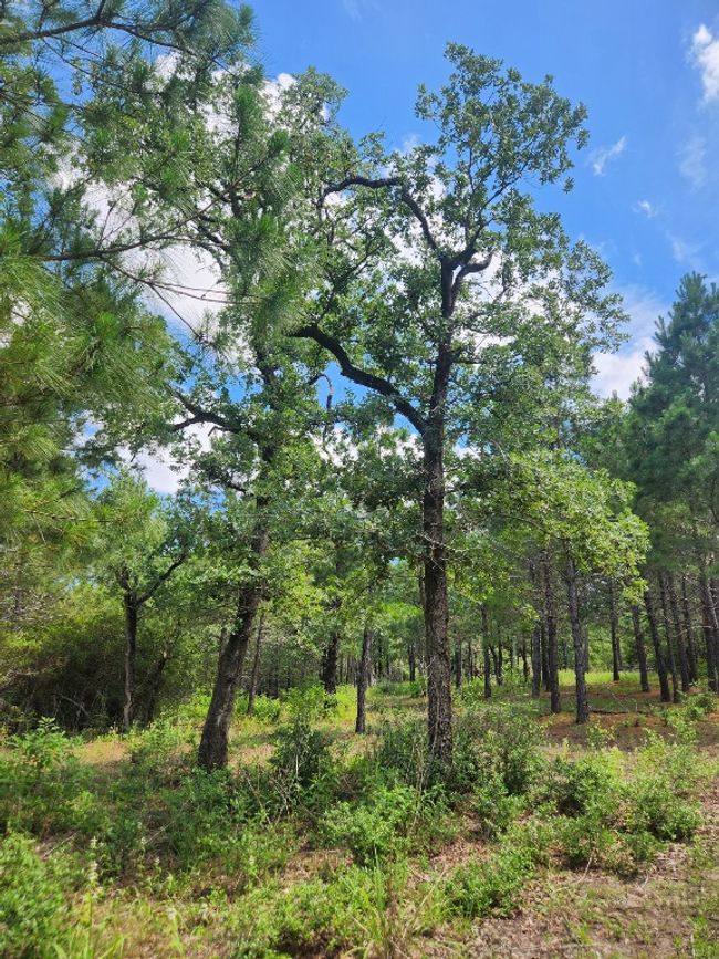 124 Paintbrush Ln, Home with 0 bedrooms, 0 bathrooms and null parking in Bastrop TX | Image 5