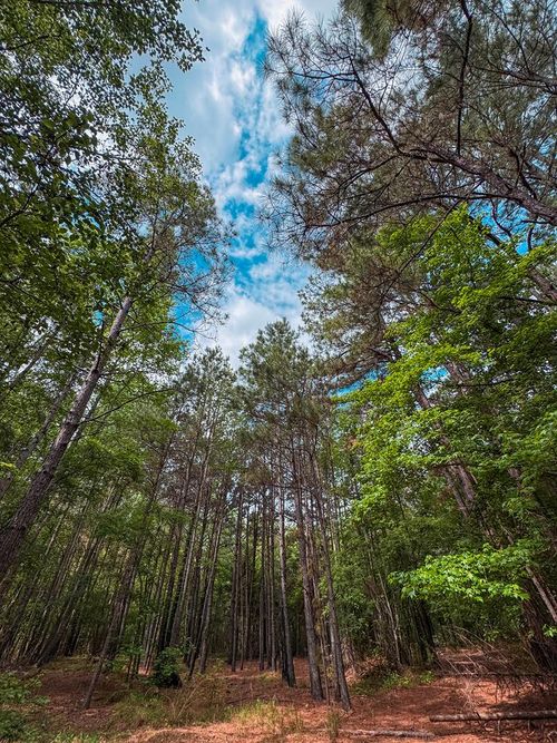 2555 An County Road 314, Palestine, TX, 75803 | Card Image