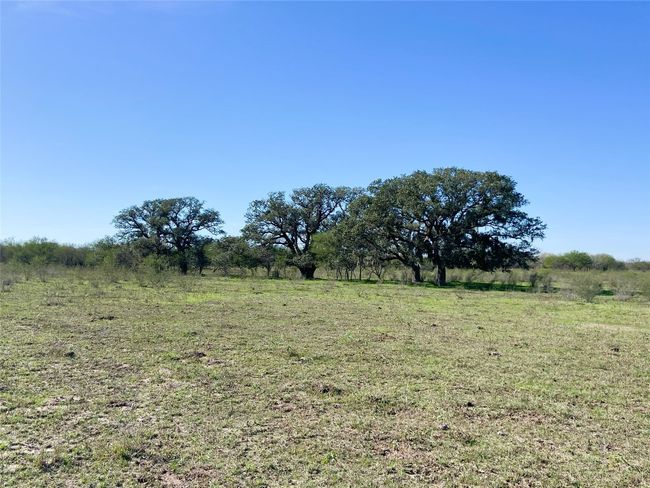 Large oaks | Image 13