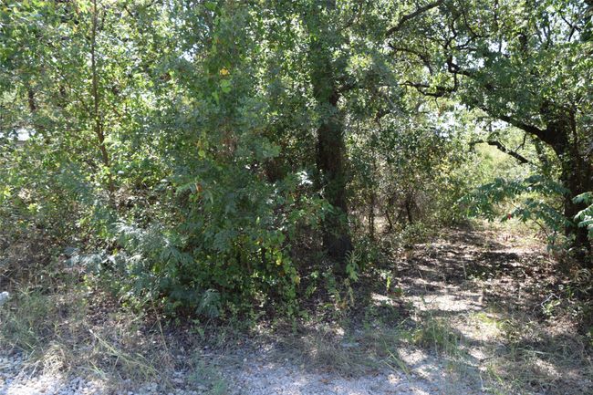View of tree filled area | Image 6