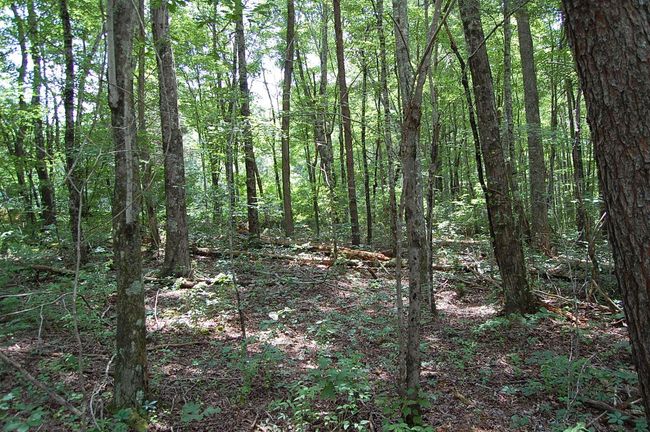 10 Laurel Brook Rd, Home with 0 bedrooms, 0 bathrooms and null parking in Dunlap TN | Image 4