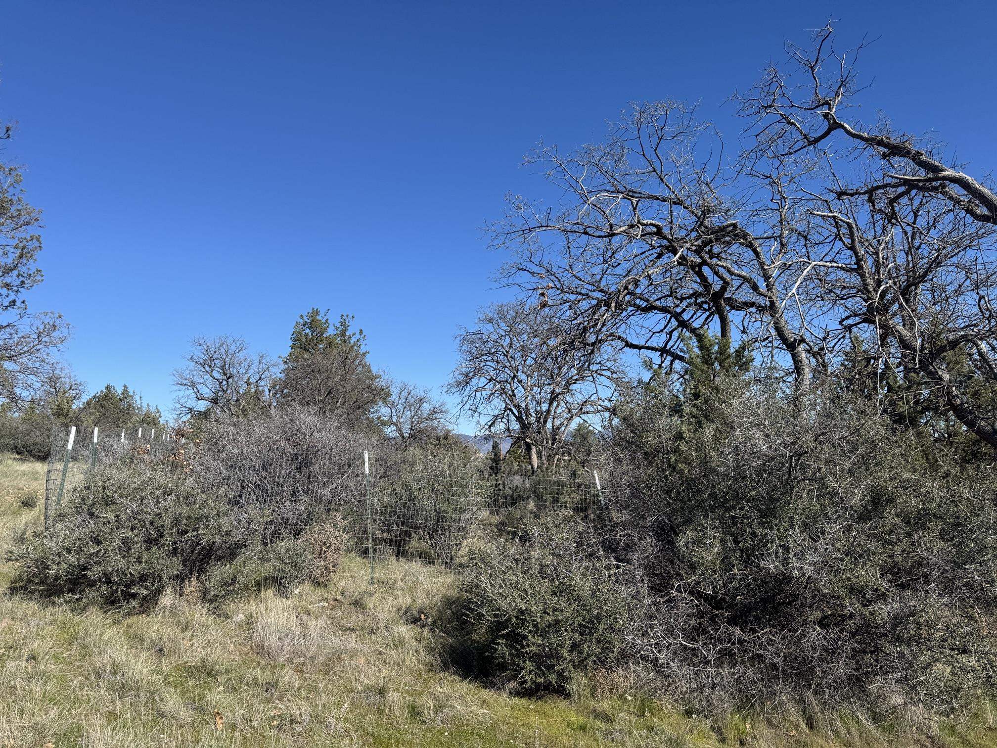 Land in Hornbrook 4