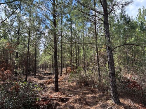 11 Red Oak Road, Cottageville, SC, 29435 | Card Image