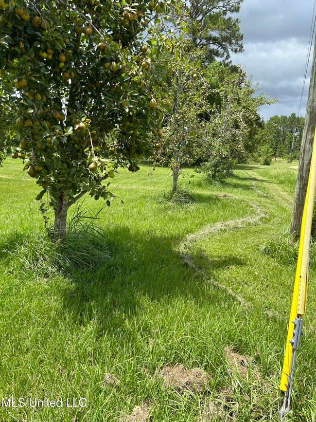 hb pear trees | Image 29