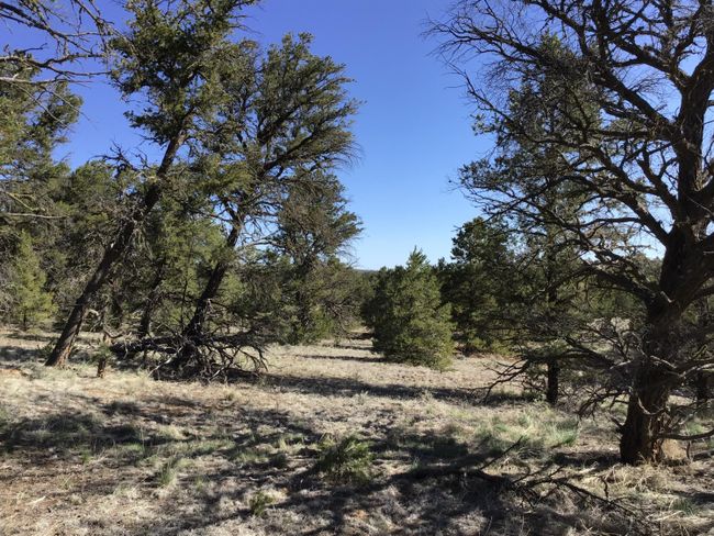 Lot 7 Red Fox Road, Home with 0 bedrooms, 0 bathrooms and null parking in Ramah NM | Image 31
