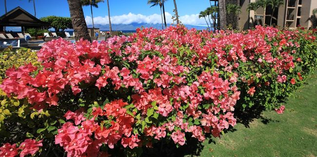 C107 - 3543 Lower Honoapiilani Rd, Condo with 0 bedrooms, 1 bathrooms and null parking in Lahaina HI | Image 32