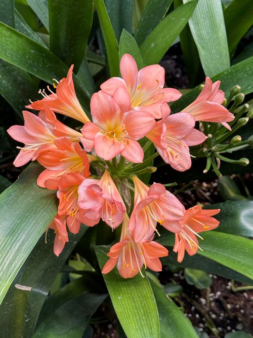 16-1301 3 Rd, Kurtistown, HI, 96760 | Card Image