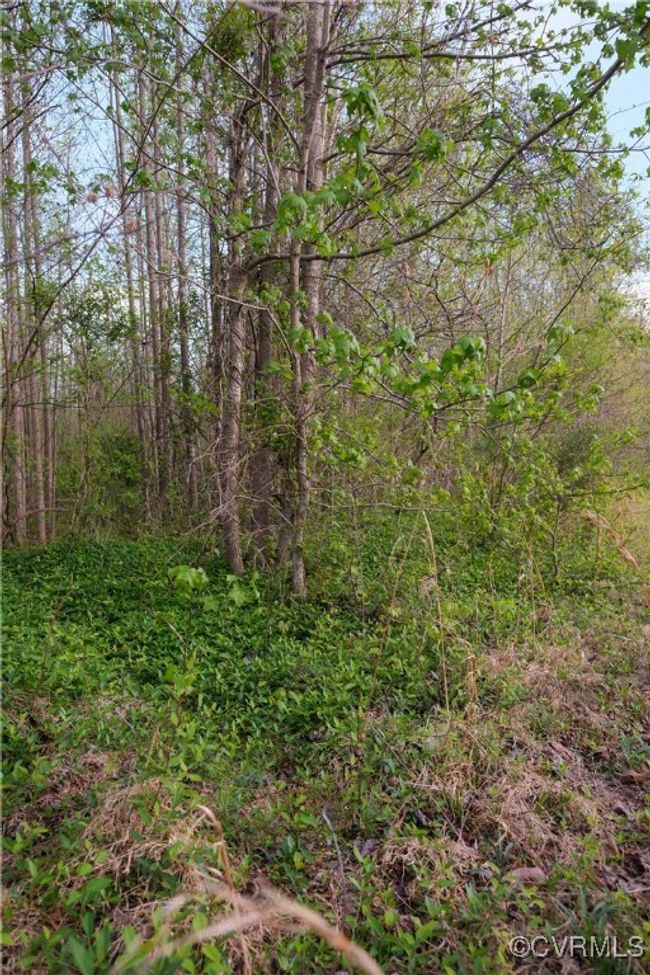 View of landscape featuring a wooded view | Image 5