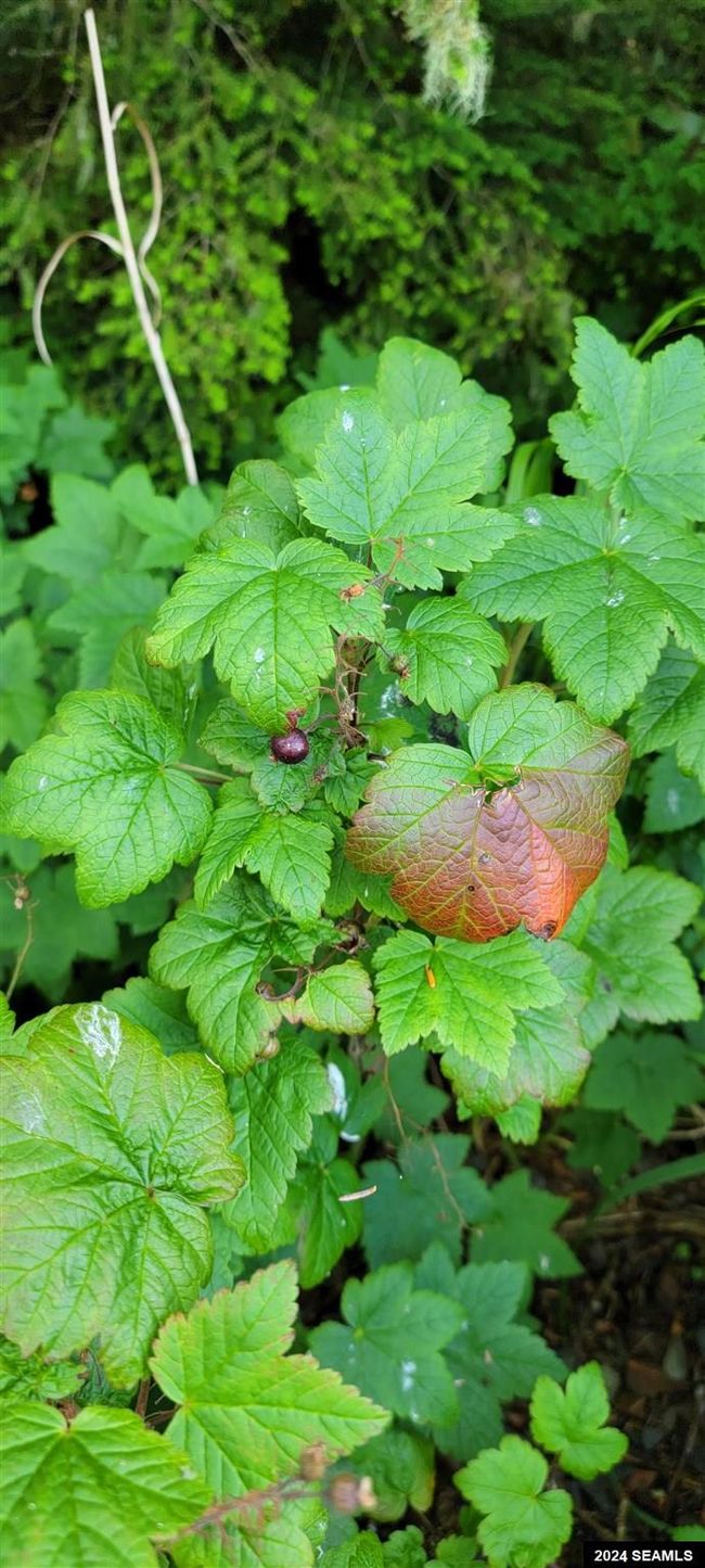 LOT-2-BLOCK-B-DUNCANS-CA - 000 Legal Address Only, Home with 0 bedrooms, 0 bathrooms and null parking in Excursion Inlet AK | Image 28