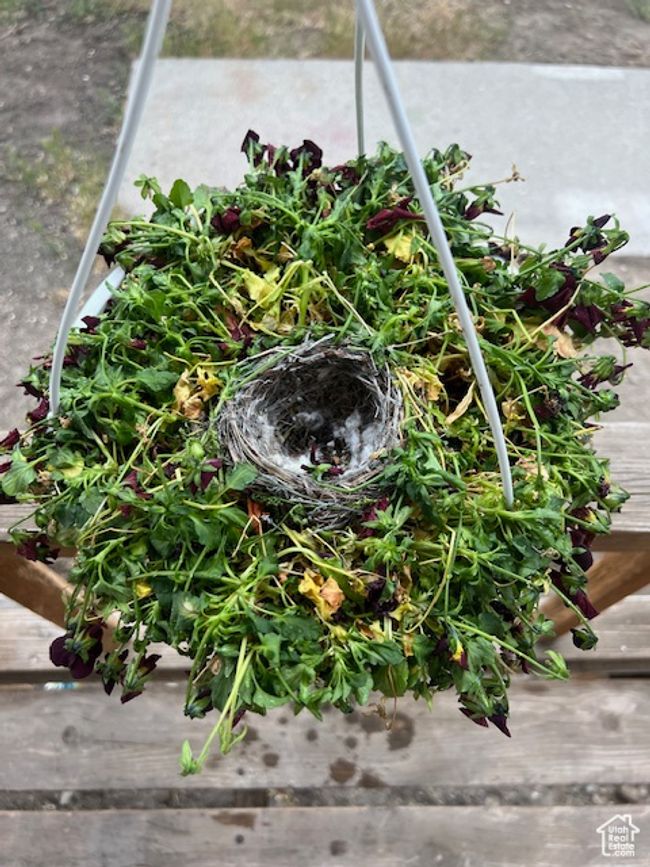 A surprise inside the hanging flower pot... | Image 29