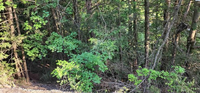 1555 Comstock Mine Rd, Home with 0 bedrooms, 0 bathrooms and null parking in Colville WA | Image 19