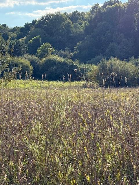 Land in Greenville 5