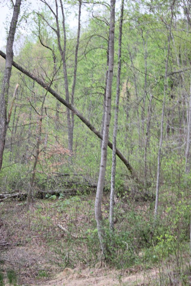 0 Routt Rd, Home with 0 bedrooms, 0 bathrooms and null parking in Wallingford KY | Image 6