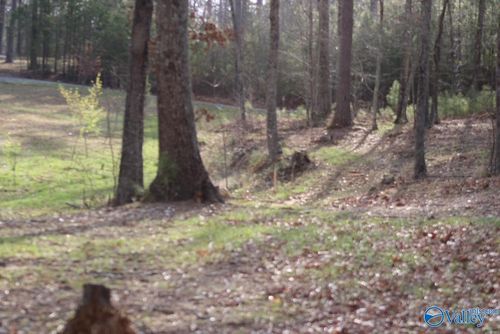 lot-43-1805 County Road 103, Mentone, AL, 35984-6161 | Card Image