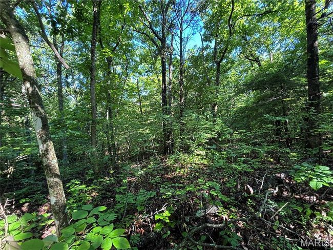 View of tree filled area | Image 22